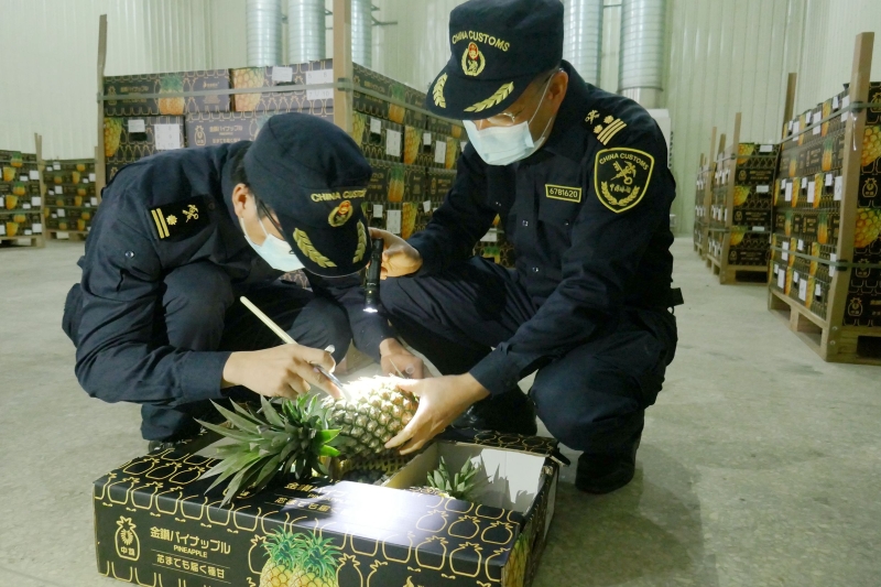 图为:湛江海关关员对鲜菠萝进行检验检疫_副本_副本