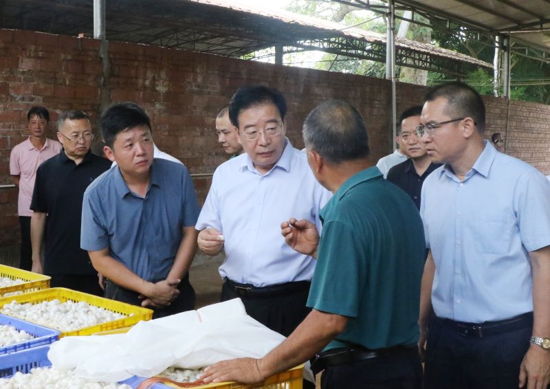 图为：8月20日，海关总署党委委员、广东分署主任李魁文调研下桥镇信桥村桑蚕产业1
