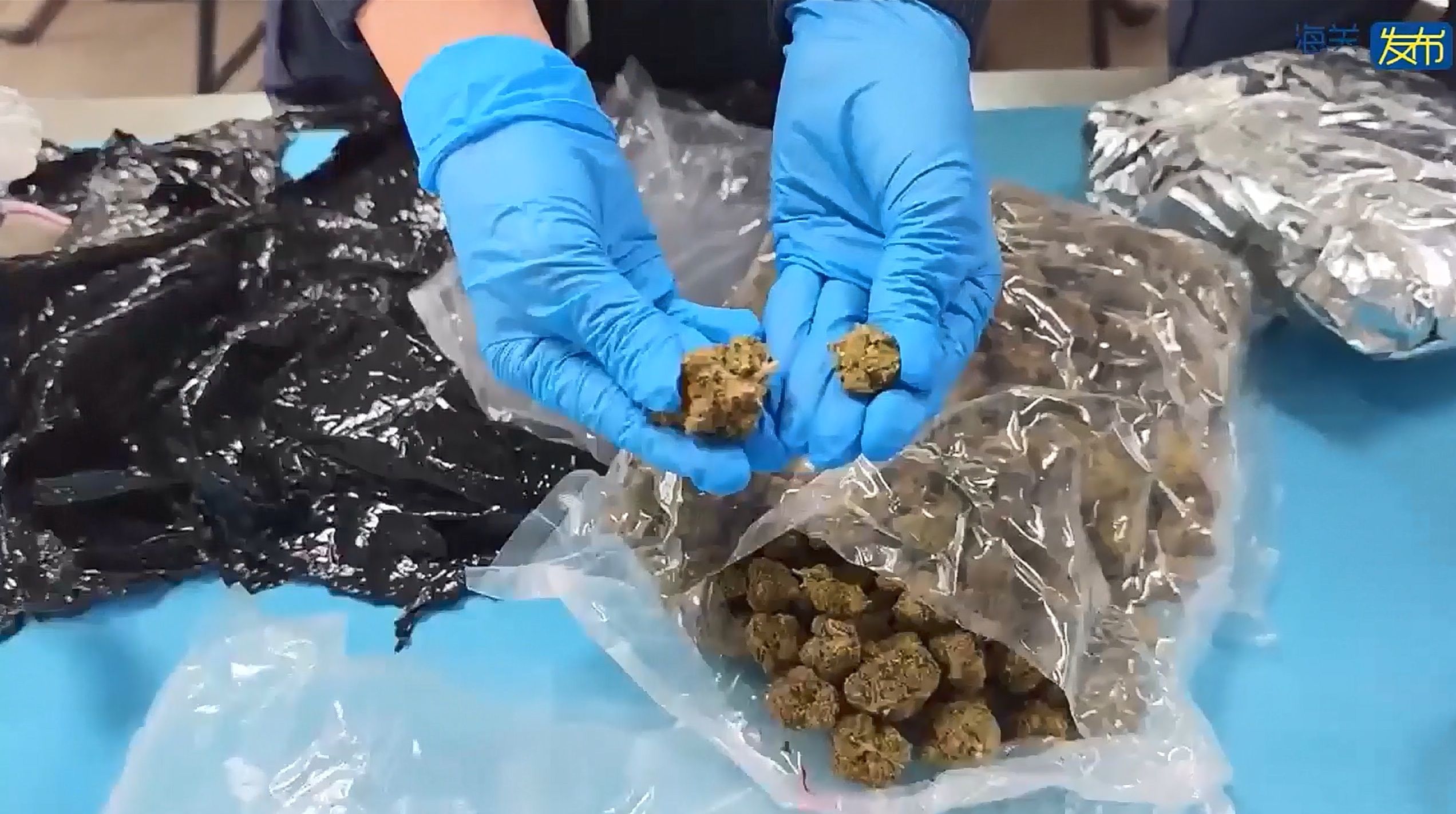 广州海关于白云机场口岸查获大麻（图）