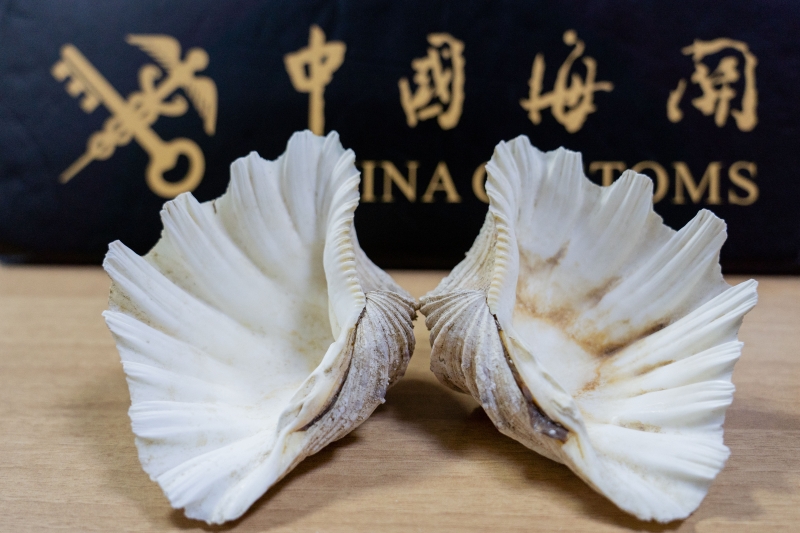 这样的“贝壳”可不能带（图）