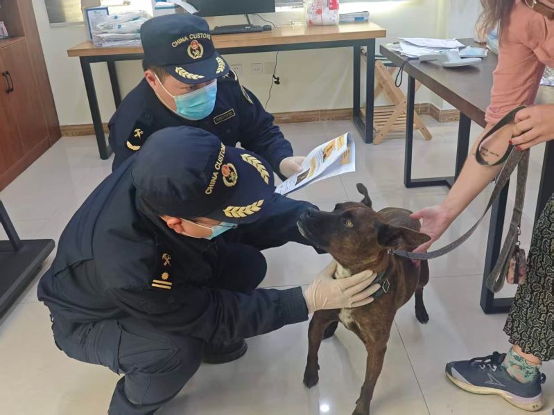 拉萨海关所属聂拉木海关对入境伴侣宠物犬开展现场检验检疫