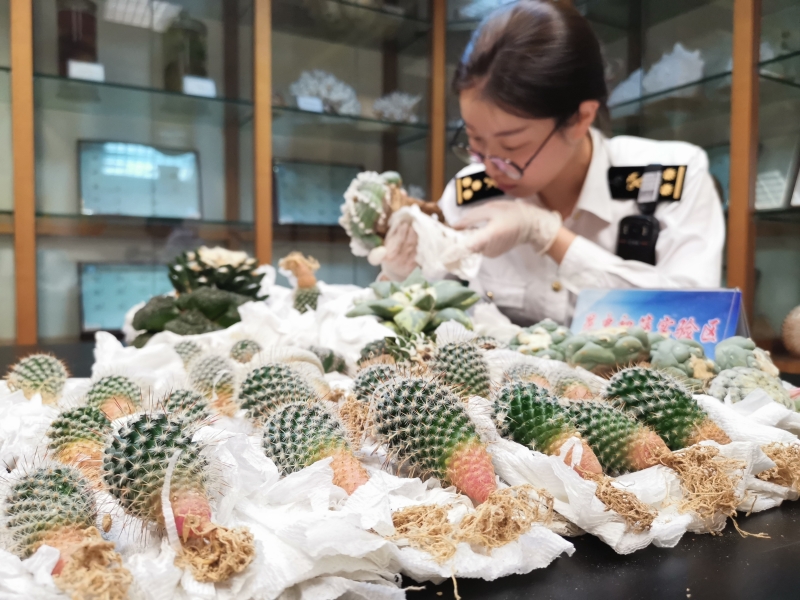 入境旅客行李截获多肉植株