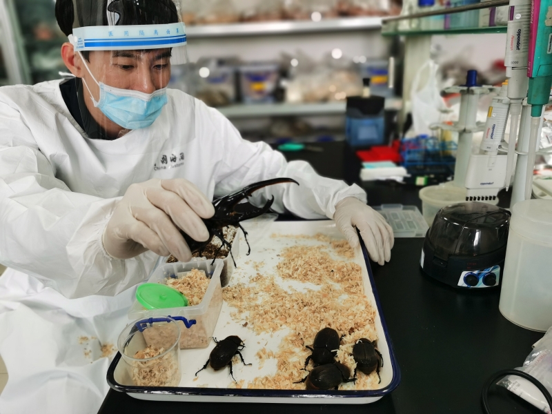 进境邮件中截获海格力斯长戟大兜虫2