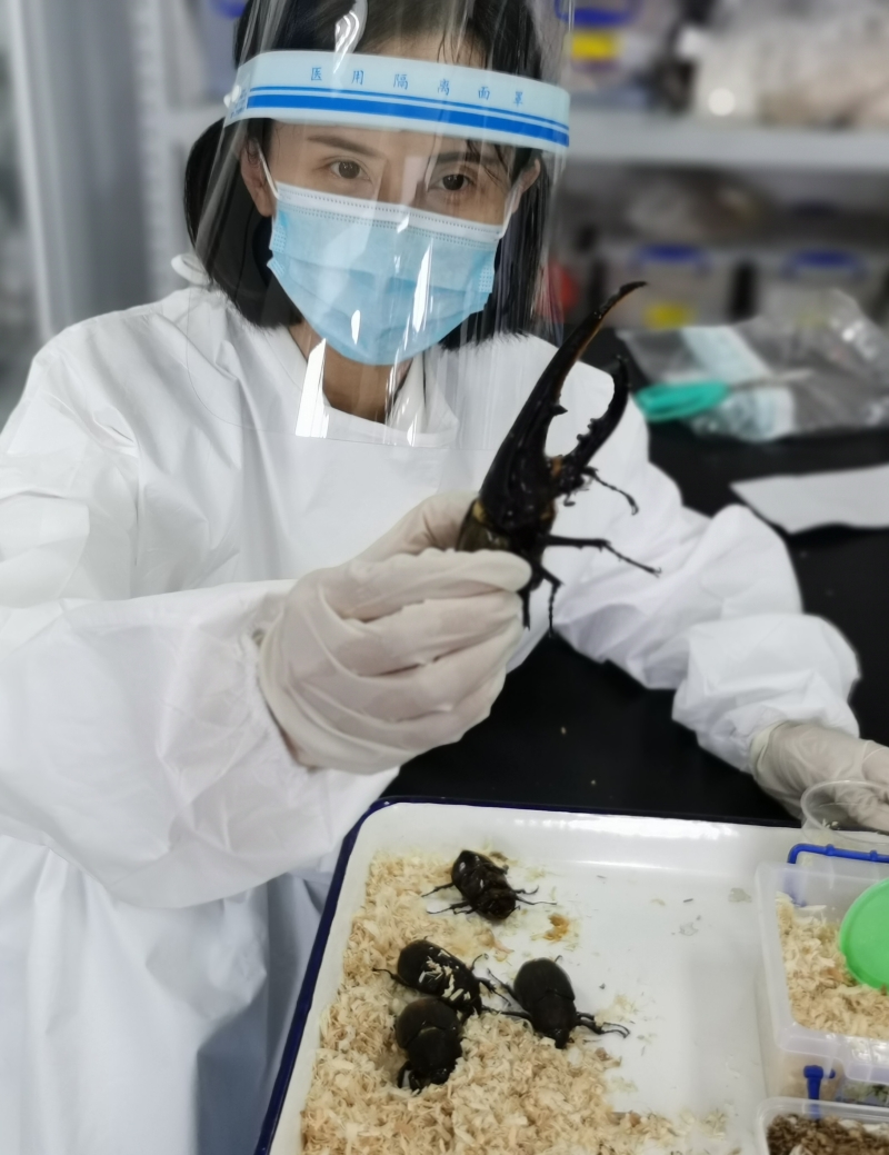 进境邮件中截获海格力斯长戟大兜虫1