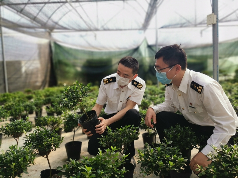 进境日本杜鹃隔离期监管