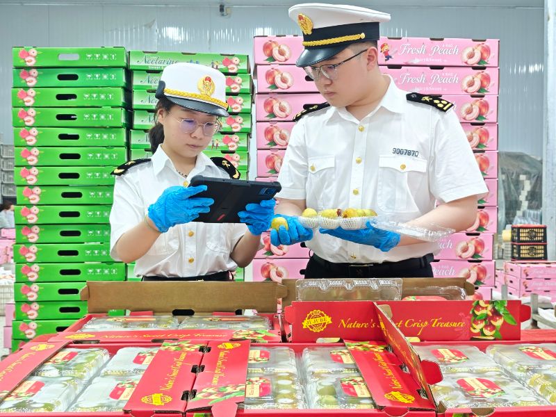 陕西冬枣首次出口澳大利亚